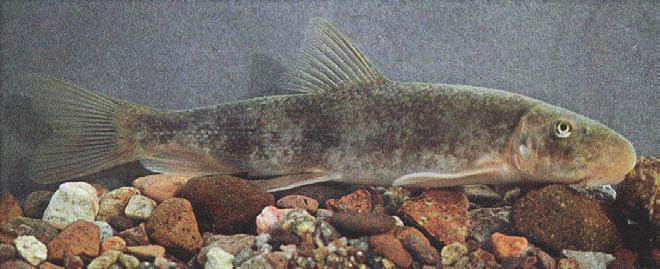 Reasons for retention of this suite of the historic native fish fauna are unclear but may be related to the multiple influences of the geomorphic nature of the river, bed load composition, and its