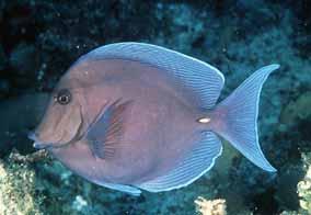 parrotfish)