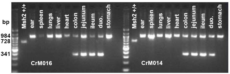 728 bp (genomic sequence) sh2 +/+ allele primers 130F/165R 984 bp (exon 12 + loxp intact) sh2 flox/flox allele primers 130F/165R 341 bp (exon 12 deleted) sh2 floxδ12 allele primers 184F/165R