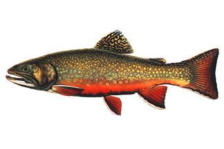 Brook Trout Life