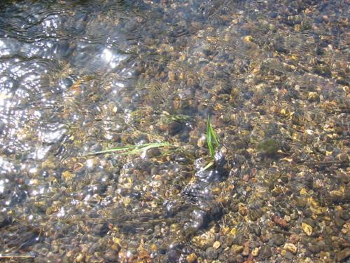 CLEAR, CLEAN WATER Brookies are less tolerant of cloudy water than are rainbow and brown trout.
