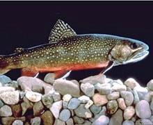 Trout, especially brook trout, are very peculiar about their habitat, having certain physical habitat requirements that must be met.