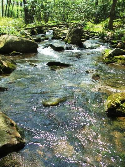 Brookies prefer the relatively shallow, moving water of a stream to a lake.
