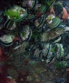 Shellfish bivalves Unlike some of the sea slugs and sea snails bivalves have no head, tentacles, eyes or radula (used by herbivorous sea snails to feed).