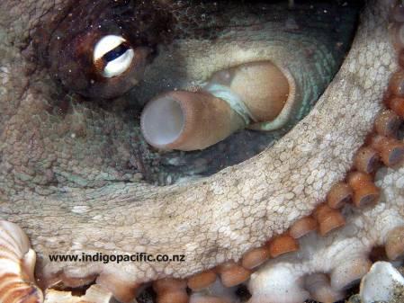 Shell fish cephalopods Cephalopods are shellfish too This group of animals includes octopus