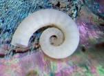 found down around Kaikoura Have you ever found the spirula spirula (white rams horn shell