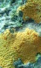 Sponges Sponges are the simplest of all marine animals. They have no true tissues or organs. Nearly all sponges are marine. They are all sessile or stationary.