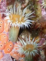 Sea Anemones A sea anemone is a simple, soft bodied, tube shaped animal with a crown of tentacles around the mouth at the top of the body. It is a predator but seldom moves far.