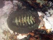 Shellfish - chitons Photo Indigo Pacific Pronounced Kiton (like Kite-on), chitons are primitive grazing molluscs that have changed little in 500 million years!