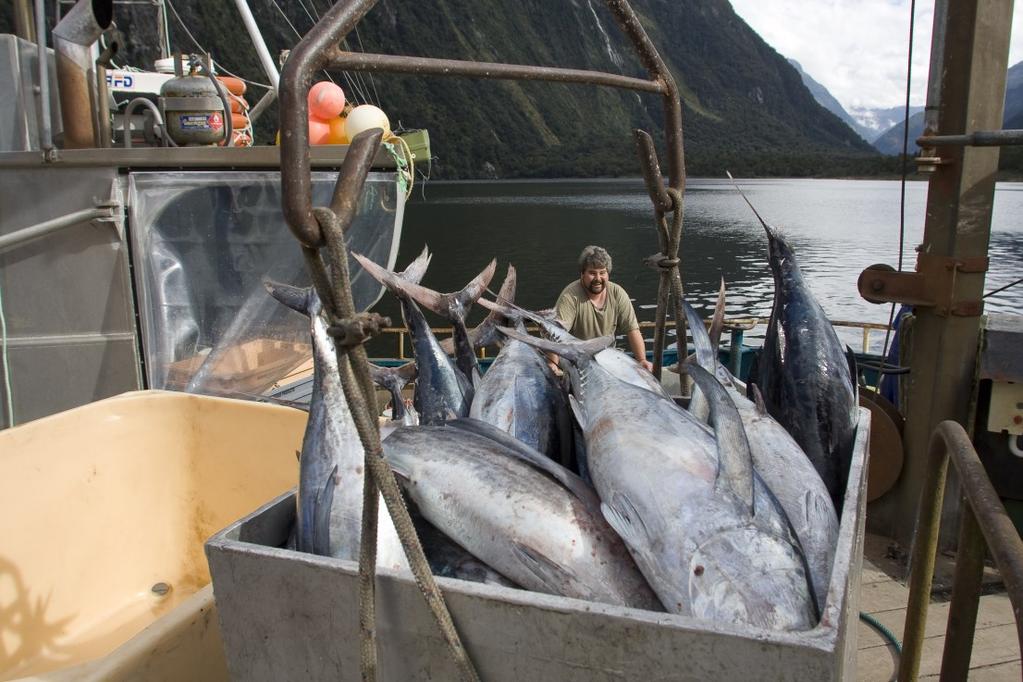 NEW ZEALAND FISHERIES: KEY FEATURES TOTAL CATCH: 441,000 TONNES (WILD HARVEST) TOTAL QUOTA VALUE: $NZ 4 BILLION o TOP 20 SPECIES CONTRIBUTE 91% OF VALUE FISH EXPORTS: o OVER 90% OF TOTAL PRODUCTION o
