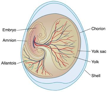 Amnion (or amniotic membrane) encloses the embryo in water (amniotic fluid). Allantois is a reservoir for waste and provides for gas diffusion.
