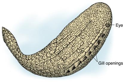 Class Agnatha Geologic range: Cambrian to Holocene. Ostracoderms were Ordovician to Devonian.