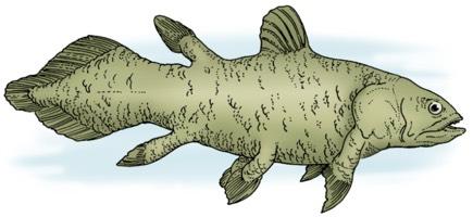 Types of crossopterygian fish 1. Rhipidistians - This group led to the amphibians 2. Coelacanths - Lobe-finned crossopterygian fish invaded the sea and gave rise to coelacanths.