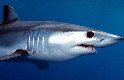 sharks can to allow more or less light to reach