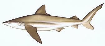 Chondrichthyes -jawed cartilaginous fish composed of sharks, skates, and rays -They have a skeleton made up of cartilage and do not have any bones -They
