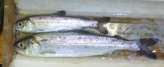 Figure 19. Smolt size variation among coho salmon captured in the Green Valley Creek downstream migrant trap in 2016.