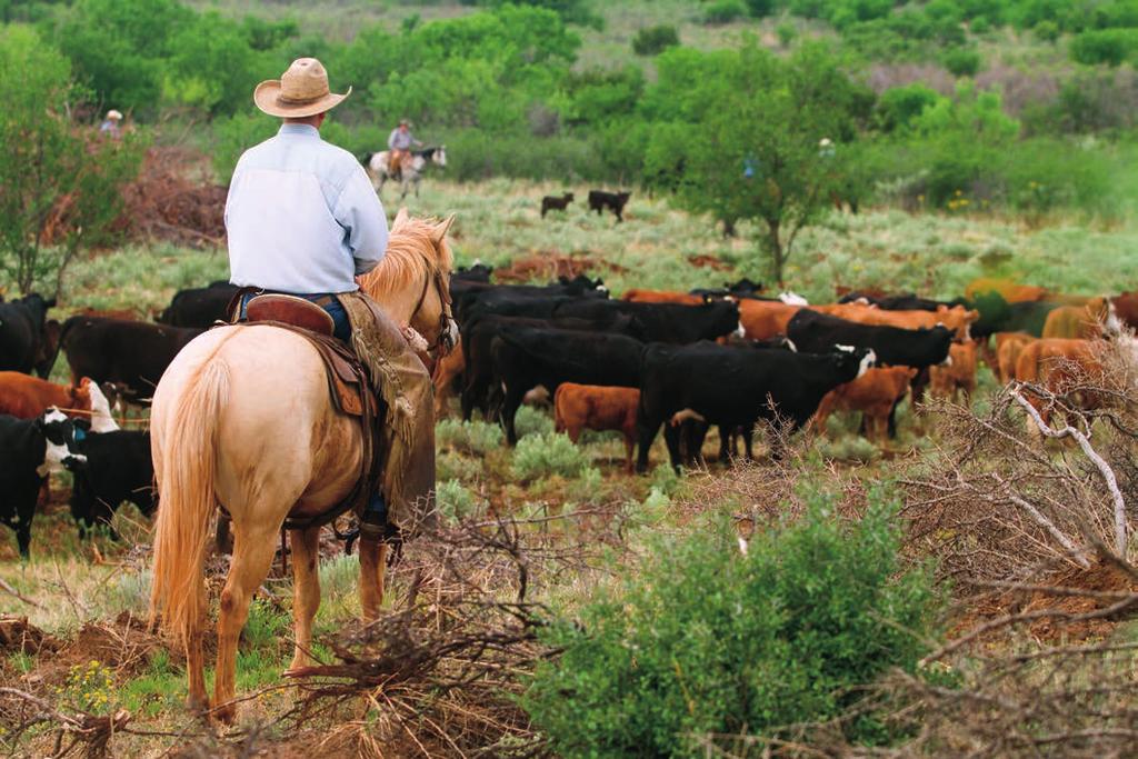 Some of the Matador ranch is rough and brushy, and requires a good, sure-footed horse. horses. Of course, that was on 800,000 acres, and numbers are down from that now.