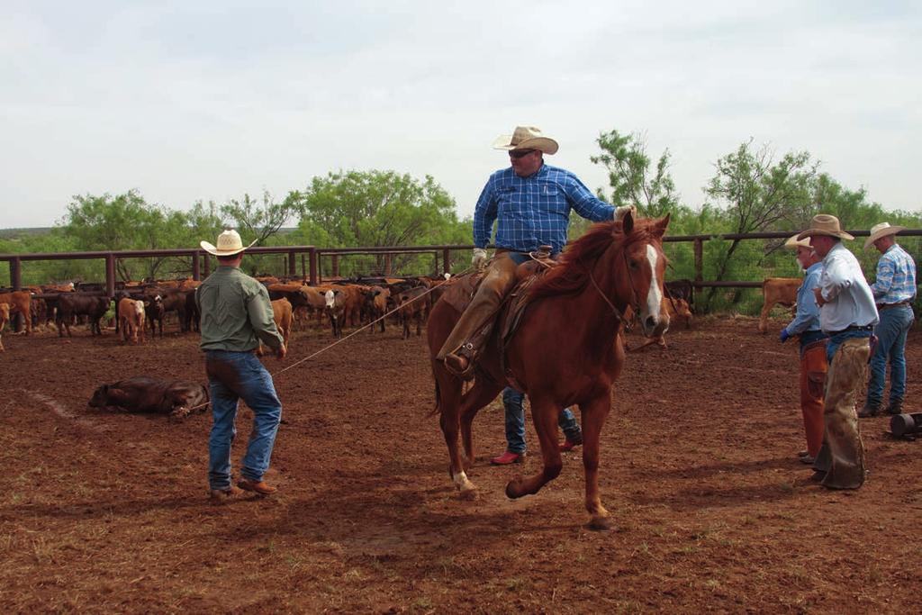 Matador Ranch cowboys heel and drag calves to the branding fire, just like it has been done for the past 100 years on the ranch.