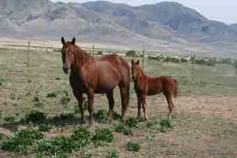 13 Cat Suep Sorrel Filly By Cat Suep 15 Bay Colt By Smart Zee Lena Smart Zee Lena Doc O Lena Smart Peppy Zee Dualy Jae Bar Pamela SIRE: CAT SUEP NCHA LTE: $29,890.56. NCHA Certificate of Ability.
