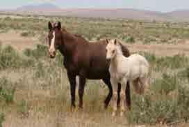 2006 Sorrel Stallion 38 Palomino Colt By ( x Kwackin) NCHA LTE: $3,800.04 with limited showing. NCHA Certificate of Ability DAM SIRE: JX TUFFY SAN a foundation bred ranch horse.