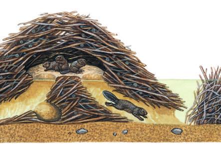 They use the trees to build their homes, which are called lodges. The pointed tree stumps, lodges, and dams that beavers build help make a beaver s habitat easy to identify.