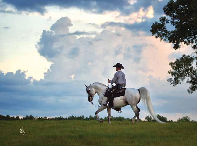 Congressional Farm by Gary Dearth Today there are fewer and fewer long-term Arabian horse breeding programs, but Buddy Salisbury s Congressional Farm Arabians in Westminster, Maryland, is one that