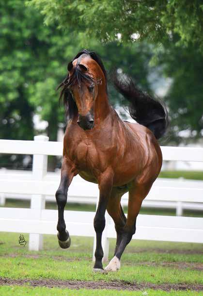 left and facing page: The stallion Boomerang NA (Padrons