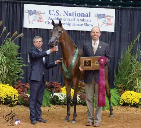 Nationals, where she was Top Ten Half-Arabian Yearling Filly with Ted Carson, following her Region 15 Champion Breeders Sweepstakes Half-Arabian Yearling filly
