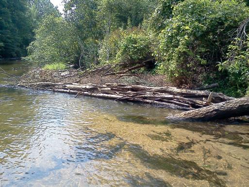 Habitat assessments at the MDNR Fisheries 230th Avenue PAS show a pronounced lack of overhead woody cover in this stretch as well as many other stretches lacking instream woody debris.