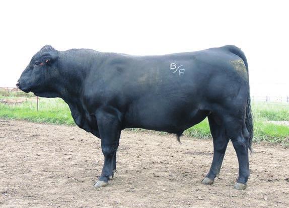 Gelbvieh and Balancer Breed Average EPDS (For active sires, as of the Fall 2014 International Cattle Evaluation) Growth and Maternal EPDs CED BW WW YW MK TM CEM HP PG30 ST MW Gelbvieh 8 1.