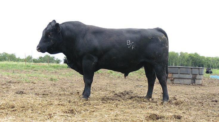 2 3 5 BFGF A5037 $4,000 AMGV1241690 BD: 2/21/2013 BA25 BW: 87 Weaning Ratio: 107 Yearling Ratio:105.