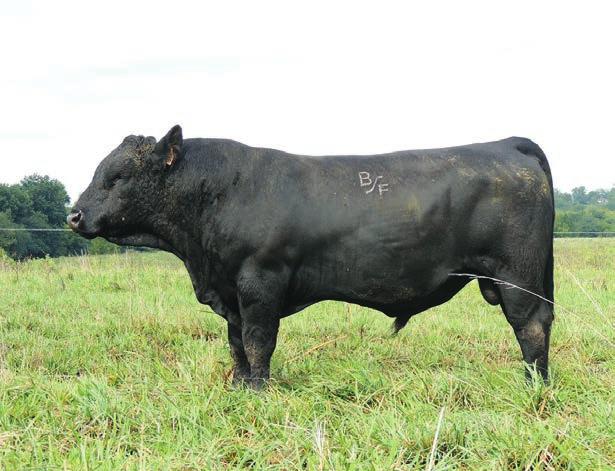 3 Sire: JKGF Y47 MGS: JBOB J-BOB 4665M ET Dam s Age: 5 Sire s 8 0.9 62 90 26 57 1 2-0.1 24 0.46 0.4 73.63 Great growth, carcass, and maternal.