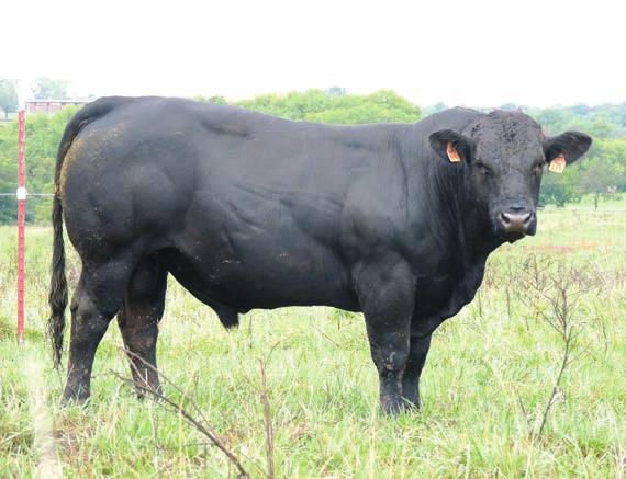 14 18 BFGF A119 $4,000 AMGV1241761 BD: 2/2/2013 BA75 BW: 86 Weaning Ratio: 95 Yearling Ratio:96.
