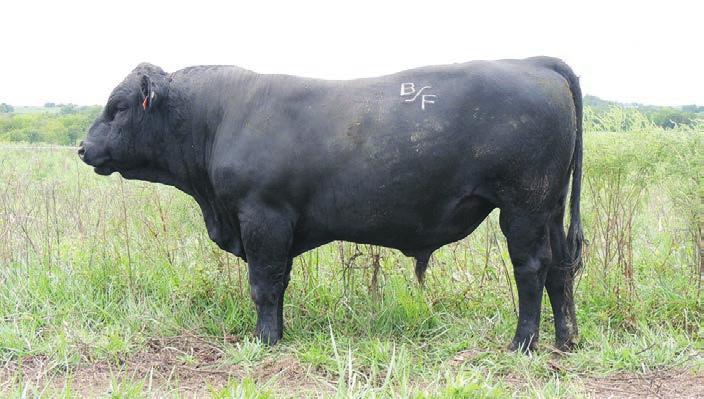 Yearling Ratio:96.6 MGS: ELN MR GIZMO S602G Dam s Age: 11 Progenies Pelvic:164 9 2.4 65 85 34 66 4 7-0.33 23 0.71-0.2 60.14 Great all around bull.