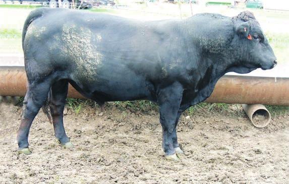 19 BFGF A046 $4,000 AMGV1241670 BD: 1/31/2013 HB75 BW: 80 Weaning Ratio: 101 Yearling Ratio:103.