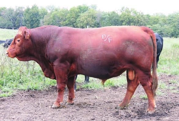 34 Red CCCJ 311A $3,500 AMGV1246104 BD: 2/3/2013 PB94 BW: 80 Weaning Ratio: 102 Yearling Ratio:98.7 Sire: OZZ IDEAL LEGACY 56R MGS: RAG SUNNY ET Dam s Age: 10 Sire s Scur 5 2.1 68 93 29 62 9 8-0.