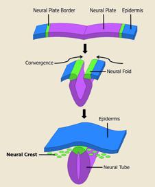 Neurotube-notochord-mesoderm