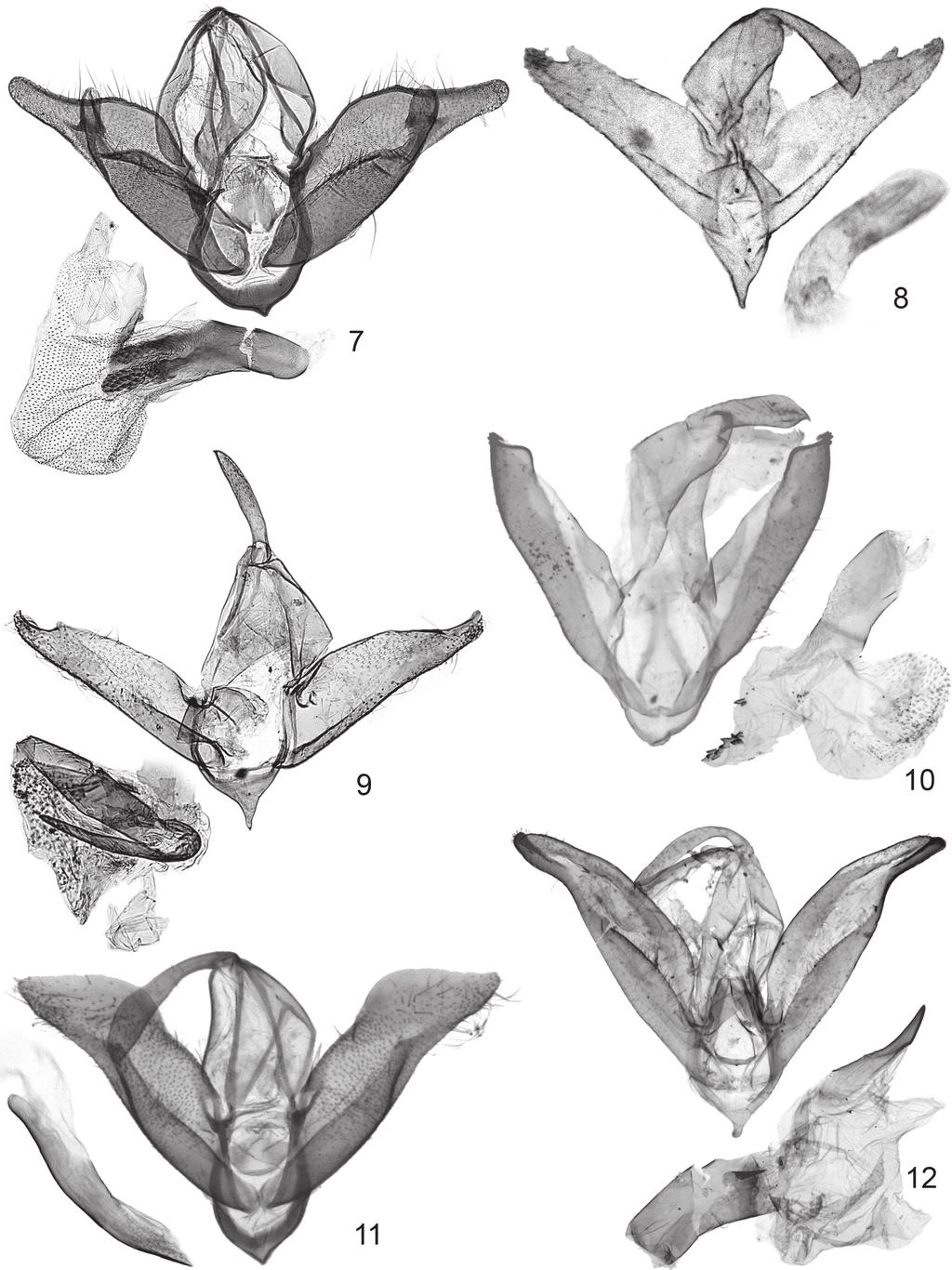 REVISION OF THE PALAEARCTIC AND ORIENTAL NAARDA SPECIES. PART 2. 7 Figs 7 12. Male genitalia of newly and formerly described Naarda species: 7 = N.