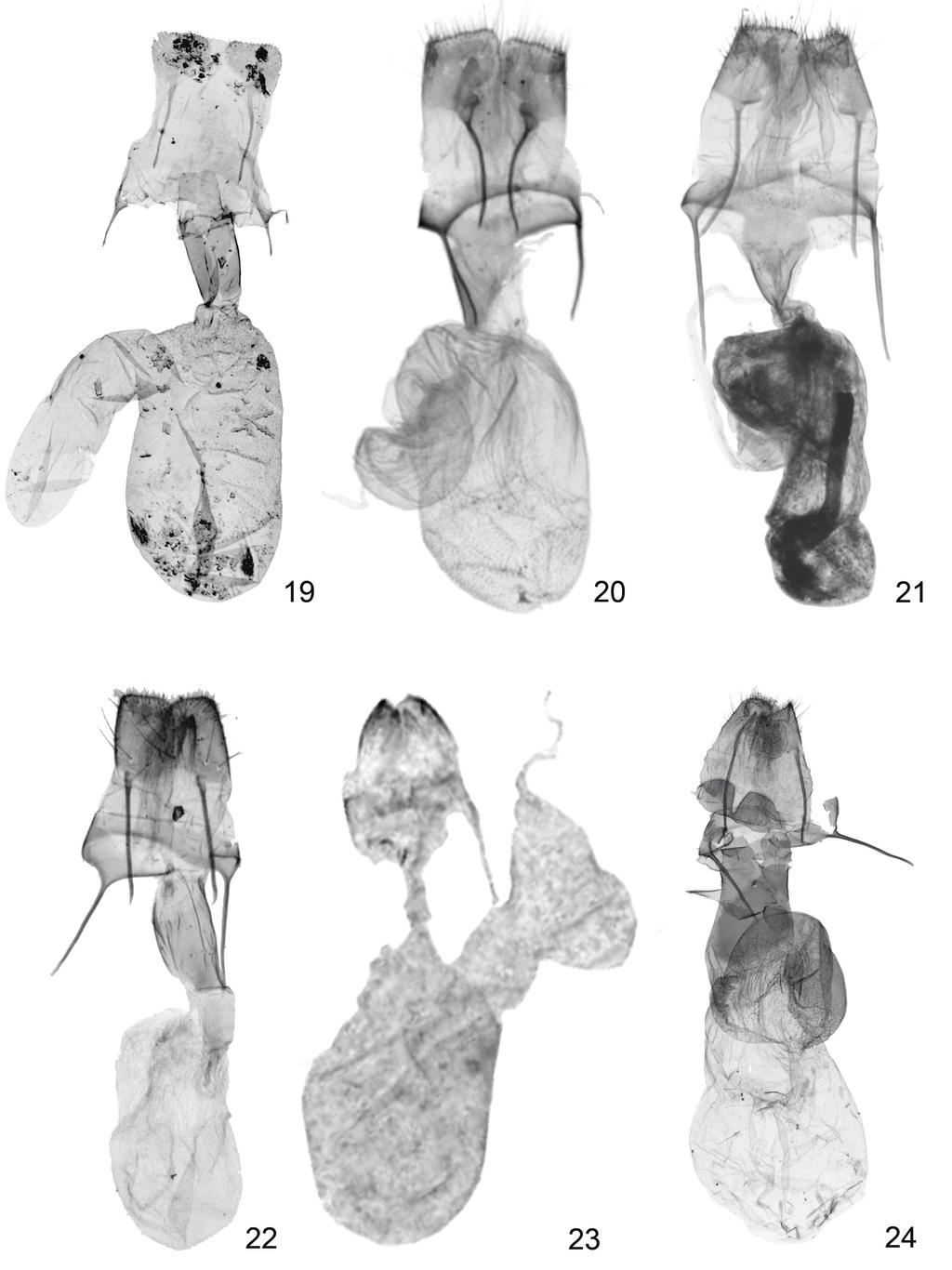 REVISION OF THE PALAEARCTIC AND ORIENTAL NAARDA SPECIES. PART 2. 11 Figs 19 24. Female genitalia of newly and formerly described species: 19 = N. palawana sp. n. (RL8003f), 20 = N.