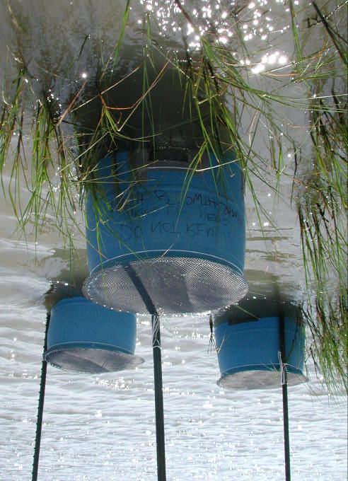 Growth field mesocosms Quantify growth within each habitat type Field enclosures restrict fishes to a habitat type and exclude predators, but allow access to the bottom substrate for foraging Used