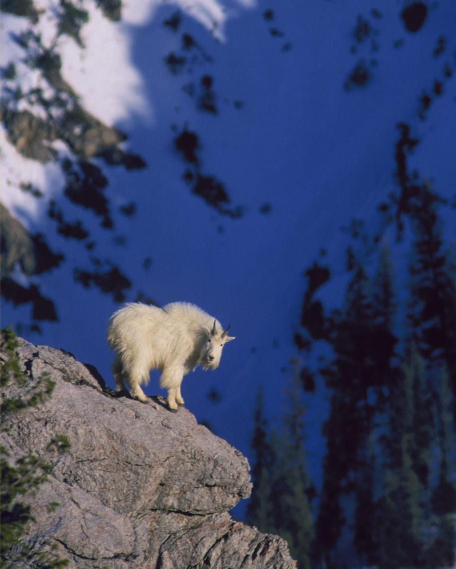 APPENDIX A Population characteristics, movements, and disease surveillance in the Palisades mountain goat herd, Wyoming 2015 Prepared