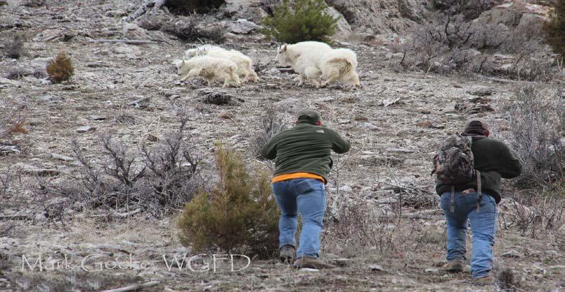 Scientific Merit/Management Relevance Disease monitoring in mountain goat is critical, especially in those herds where little or no monitoring information has been collected.