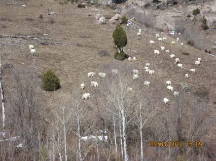 There is the potential that mountain goats harbor infectious diseases that are lethal to bighorn sheep.