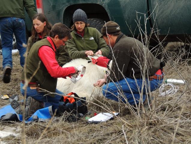 In December two goats were captured with immobilizing darts deployed from a helicopter.