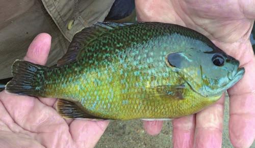 stocked fish in Close to Home waters. It is not uncommon to catch the same fish multiple times in the same day, especially in late May and June when sunfish begin their spawning period.