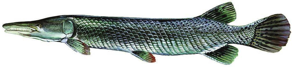 SPORT FISH OF OKLAHOMA SALMON