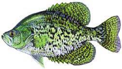 nigromaculatus Green Sunfish Lepomis cyanellus