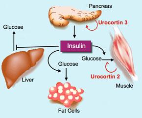 Diabetes Diabetes is the imbalance of sugar and glucose in the blood system.