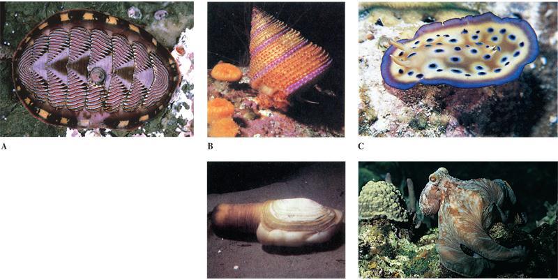 Phylum Mollusca Phylum Mollusca includes snails and