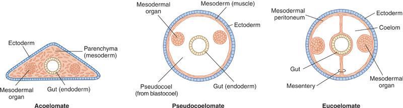 Phylum Mollusca Molluscs have a mesoderm lined body cavity a